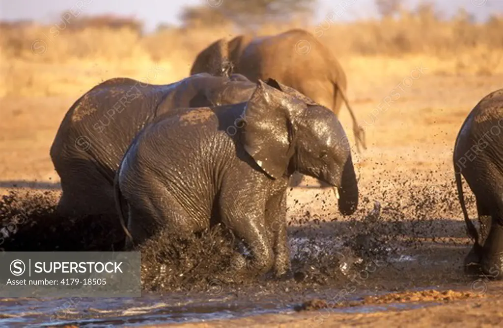 African Elephant mudbathing (Loxodonta africana) young Hwange, Zimbabwe