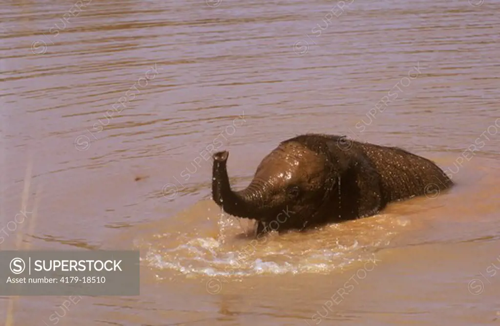 African Elephant bathing (Loxodonta africana) Zimbabwe