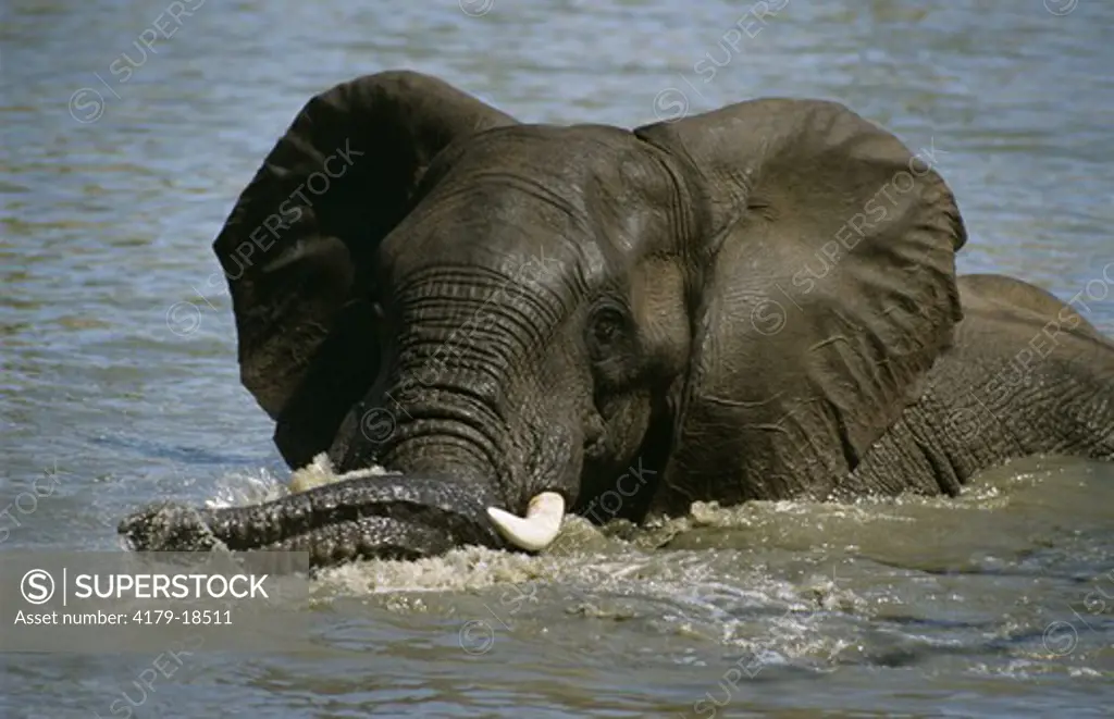 Bathing African Elephant (Loxodonta africana), Sabi Sand, South Africa