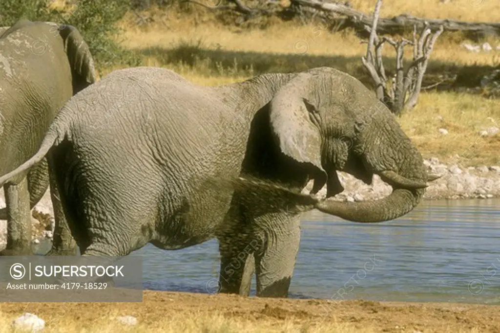 Elephant (Loxodonta africana) Etosha NP, Namibia, Africa