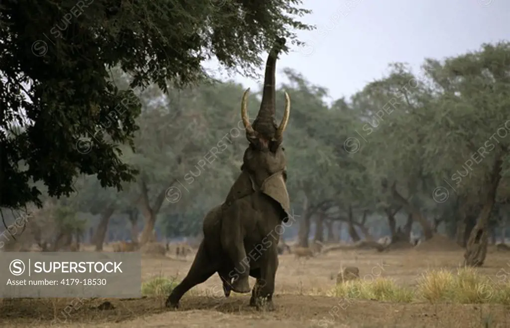 African Elephant (Loxodonta africana) eating, Mana Pools, Zimbabwe