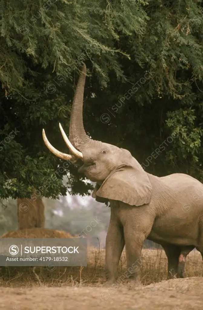 African Elephant (Loxodonta africana) eating, Mana Pools, Zimbabwe