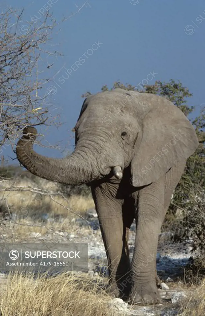 Elephant Bull Feeding Etosha NP - Namibia