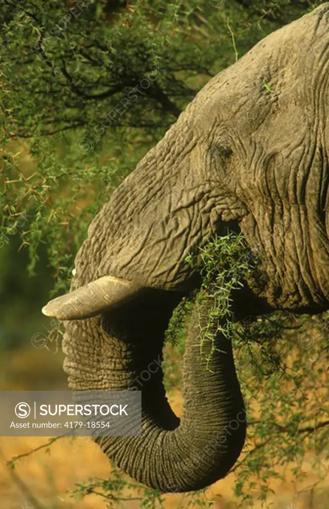 Elephant (Loxodonta africana) feeding on a green camel-thorn tree, Moremi NP, Botswana