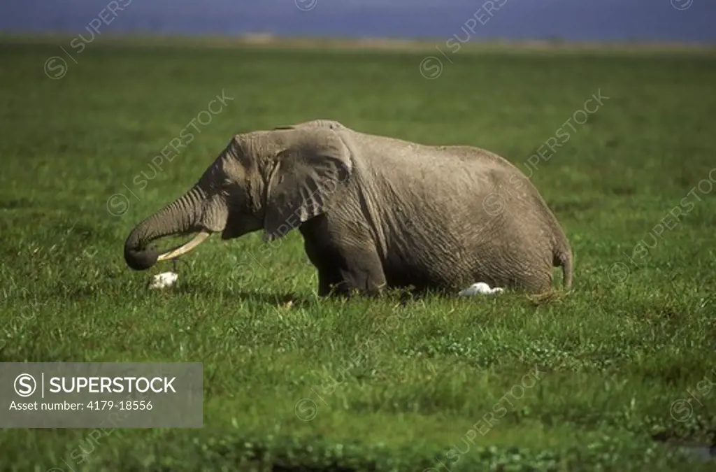 African Elephant eating (Loxodonta africana), Amboseli NP, Kenya