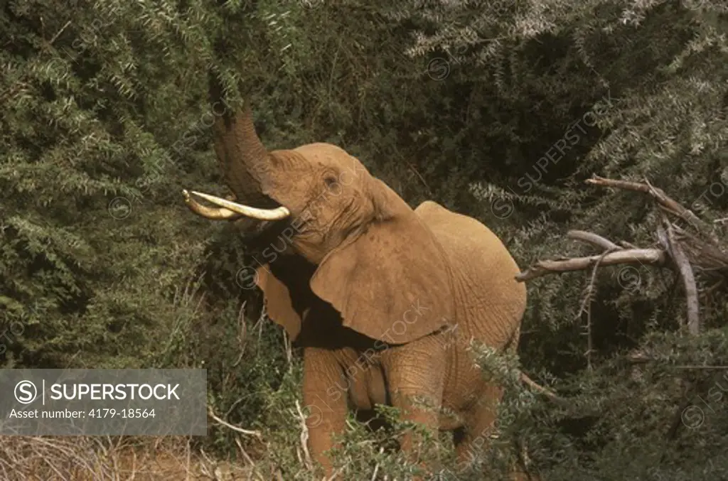 African Elephant feeding on Acacia Tree (Loxodonta africana), Samburu, Kenya