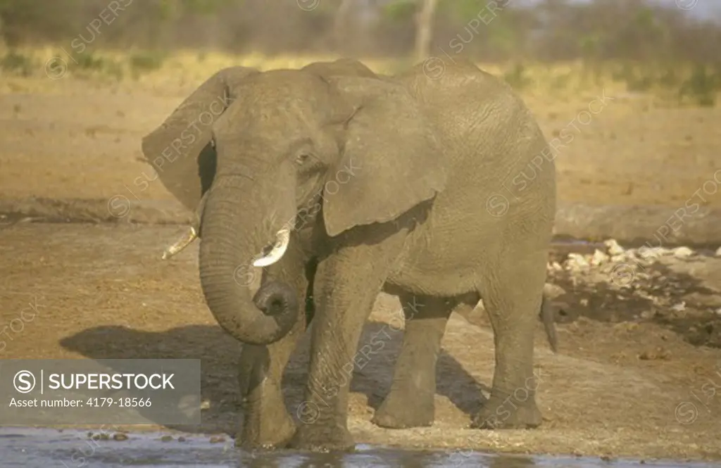 African Elephant  (Loxodonta africana) Hwange, Zimbabwe