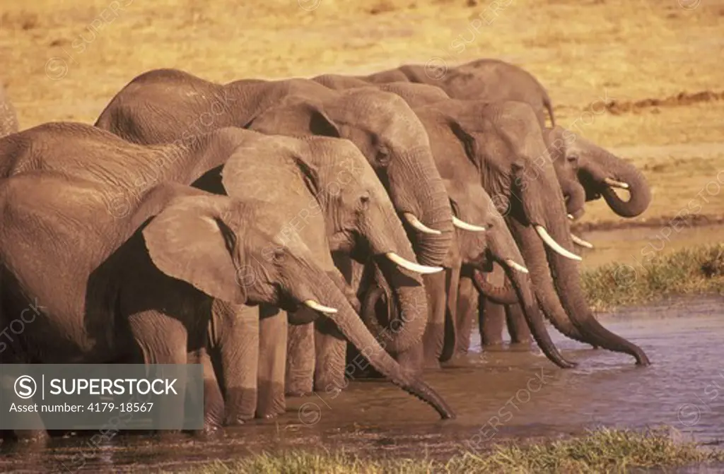 African Elephants (Loxodonta africana) drinking, Hwange, Zimbabwe
