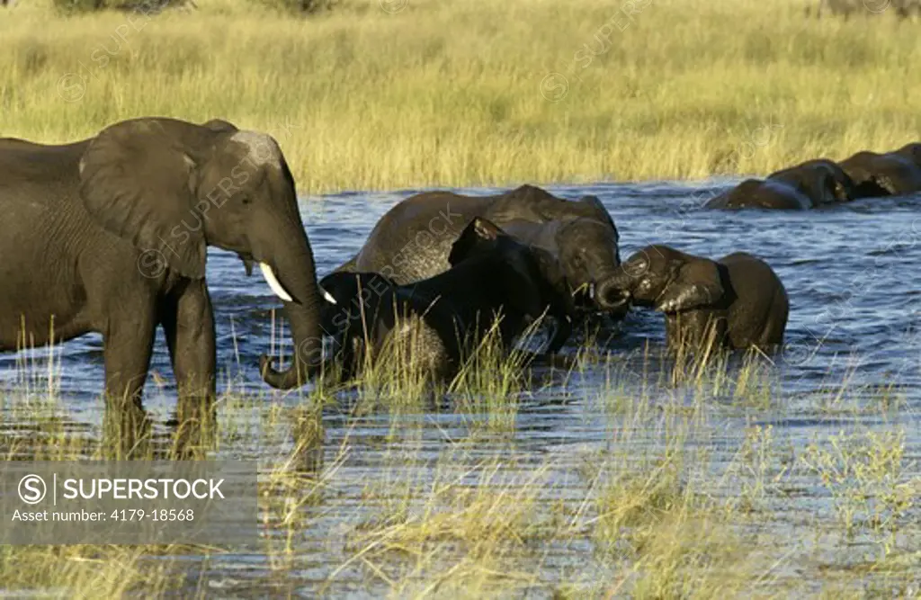 Elephants Drinking (Loxodonta Africana)  Chobe Np, Botswana
