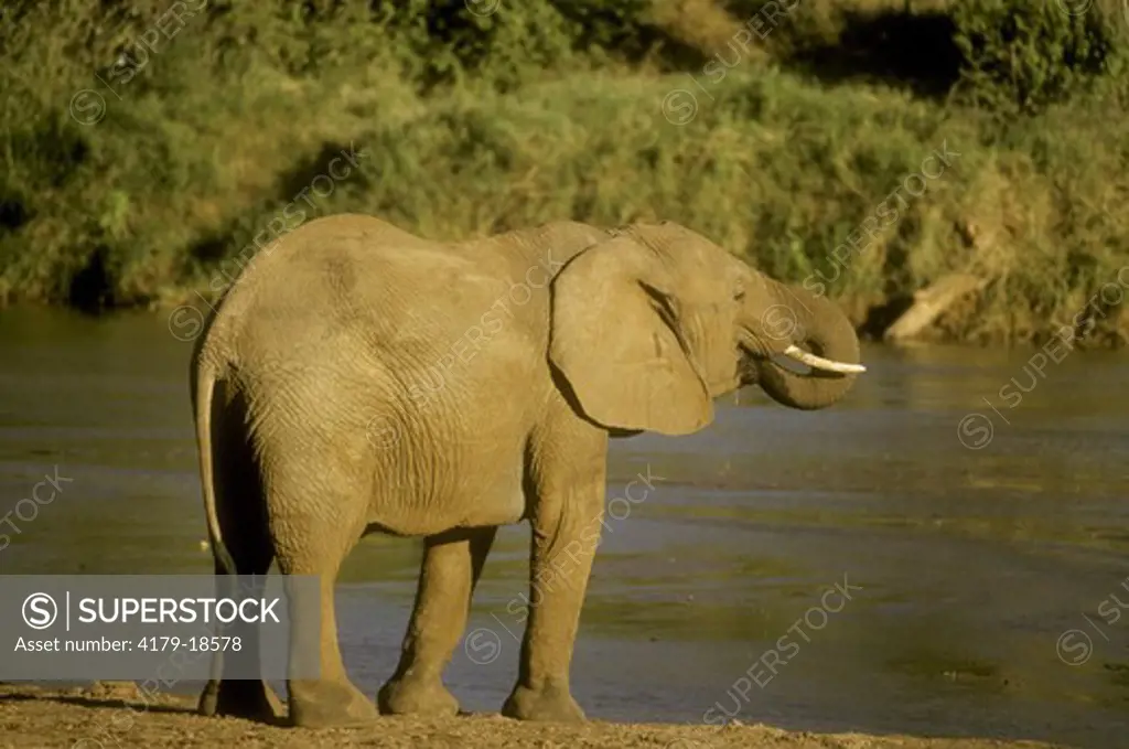African Elephant, female drinking at Uaso Nyiro River, Samburu GR, Kenya