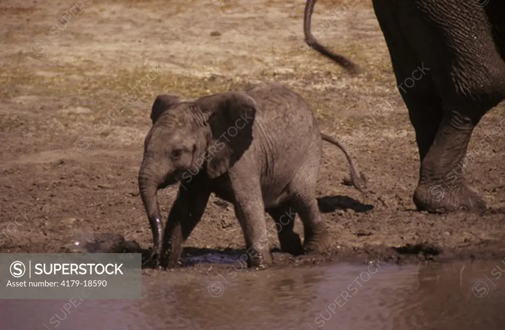 African Elephant (Loxodonta africana) Hwange, Zimbabwe