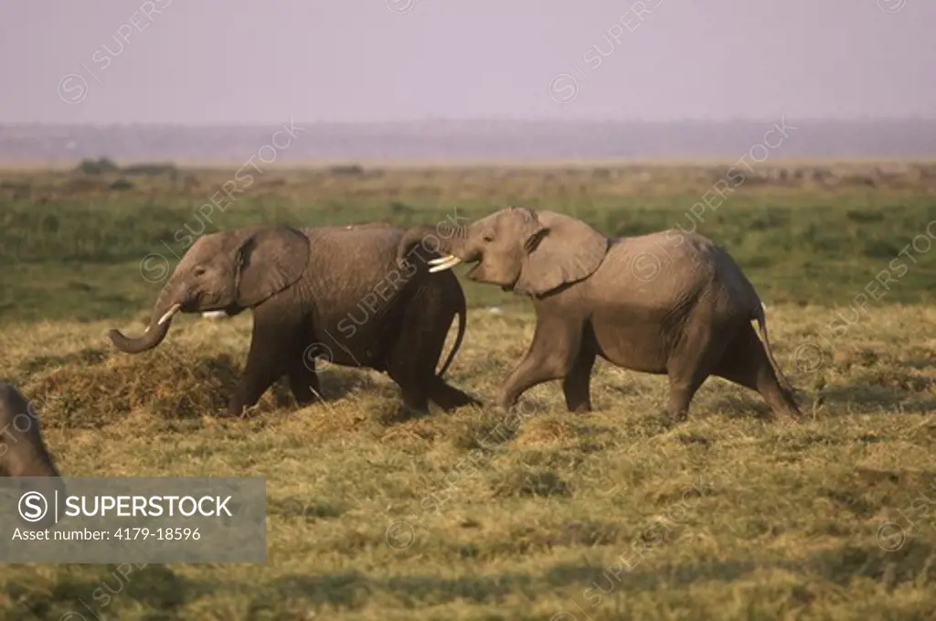 African Elephants (Loxodonta africana), young playing, Amboseli, Kenya