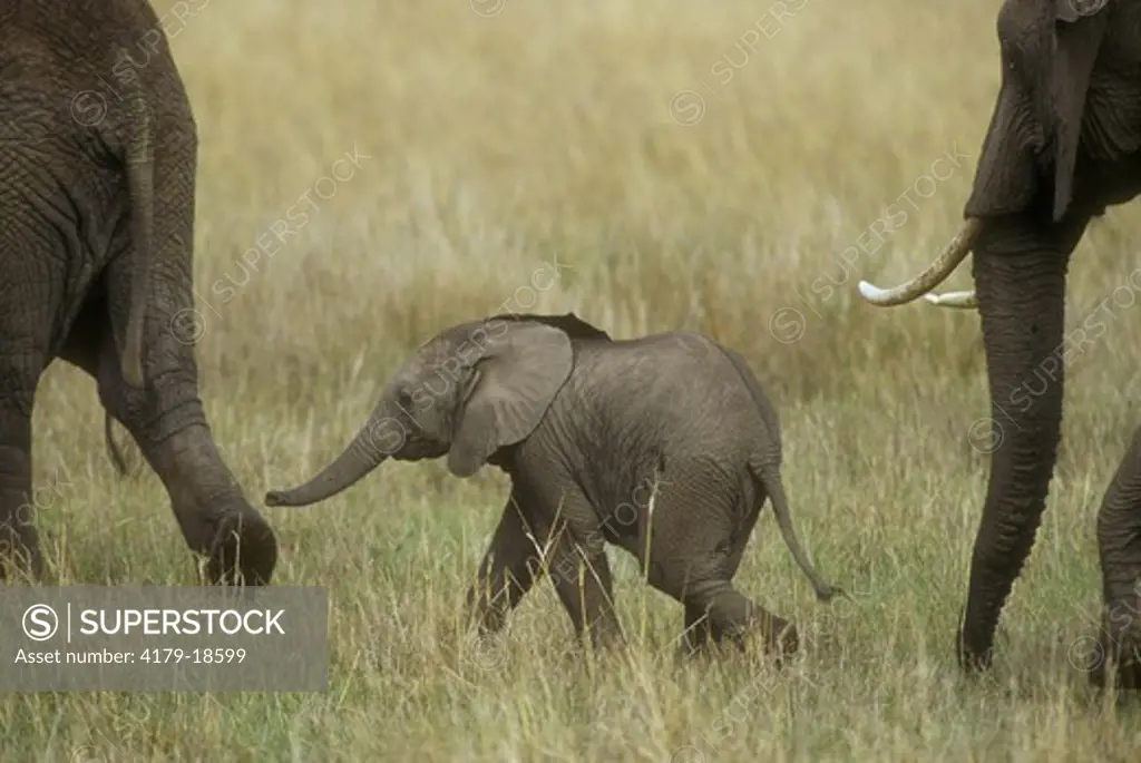 African Elephant Calf (Loxodonta africana) Masai Mara, Kenya