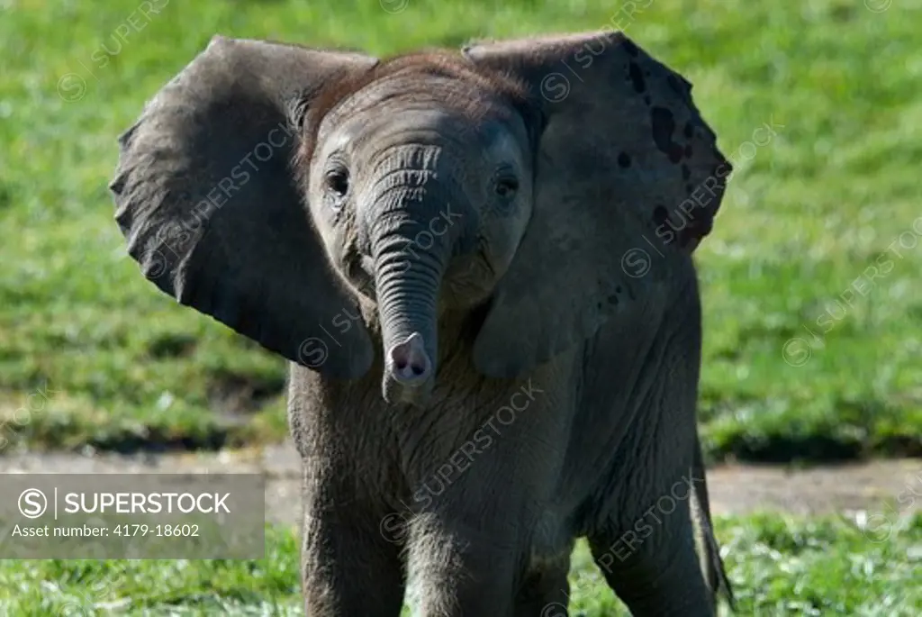 African Elephant (Loxodonta africana) 2 month old female, Indianapolis Zoo, Indiana, USA, October 2006