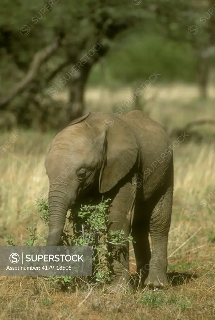 African Elephant Baby (Loxodonta africana), Samburu G.R., Kenya