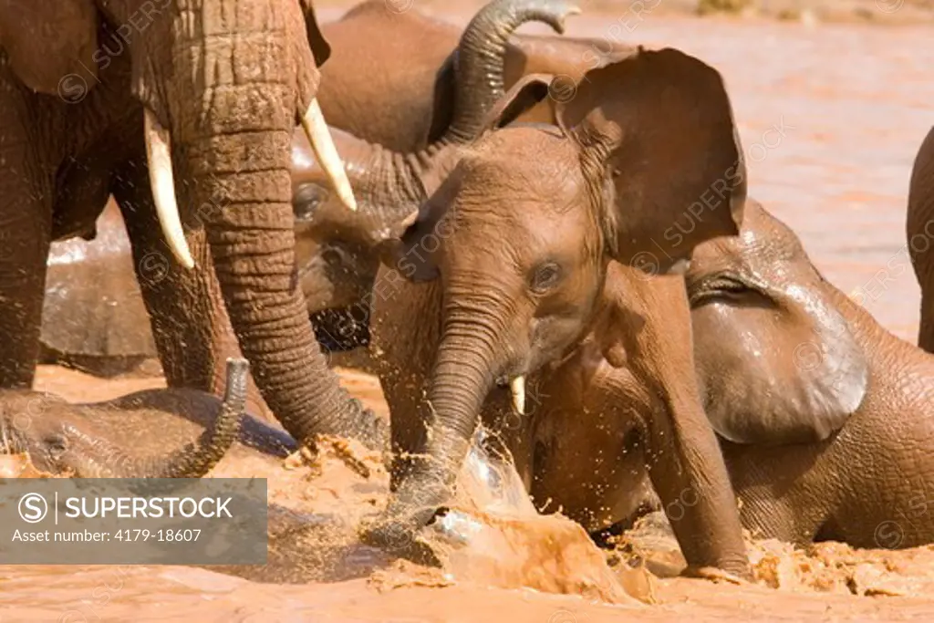 African Elephant (Loxodonta africana) 11/16/2004. Juvenile playing in Uaso Nyero River in Samburu Game Reserve, Kenya