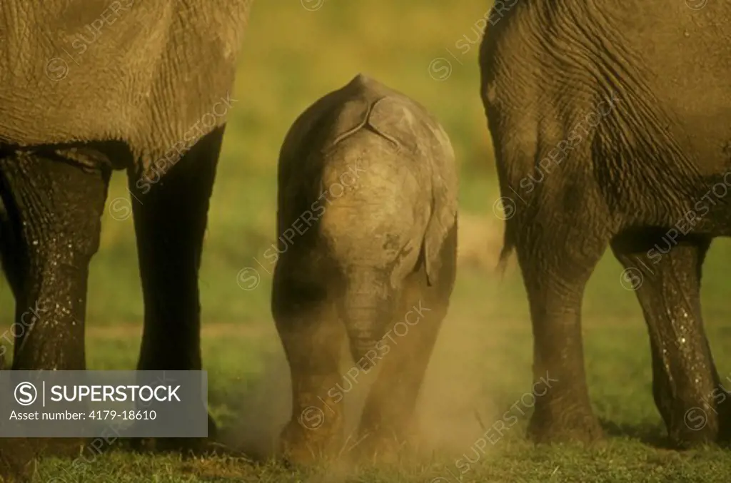 Baby African Elephant (Loxodonta africana) dusting, Maasai Mara, Kenya