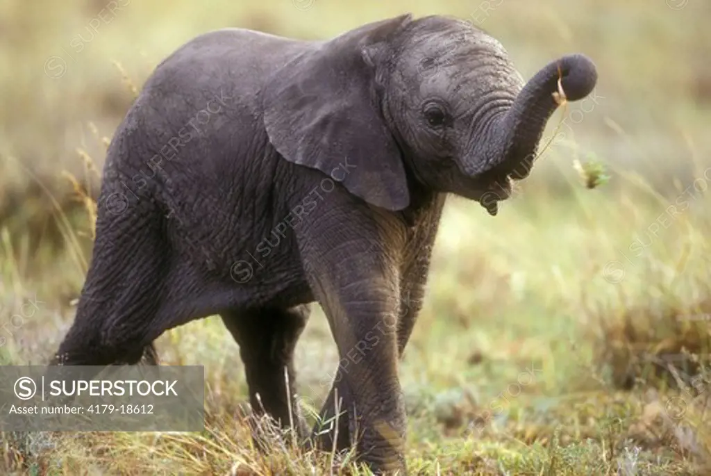 Baby African Elephant (Loxodonta africana), Masai Mara, Kenya