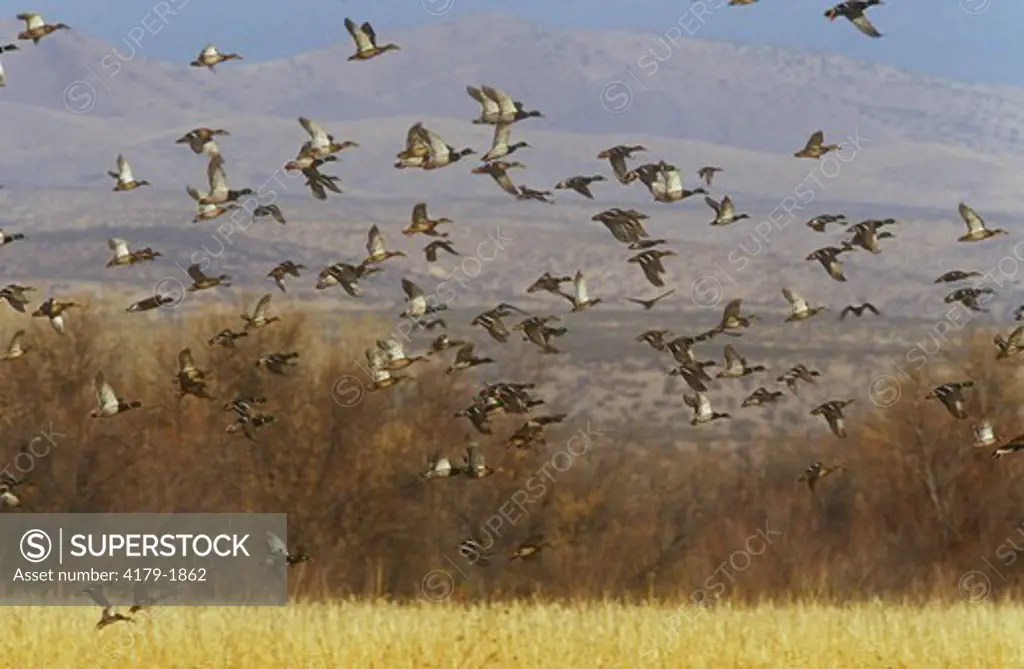 Mallards take Flight from Corn Fields, Bosque Del Apache, NM (Anas platyrhynchos)