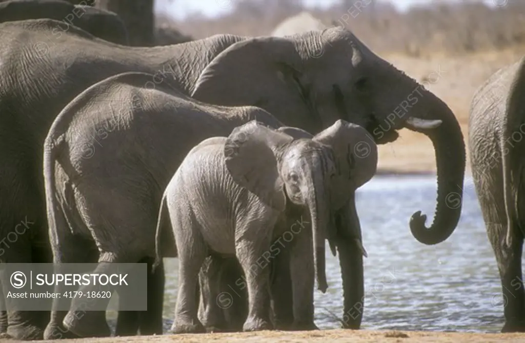 African Elephant (Loxodonta africana) with young, Hwange, Zimbabwe