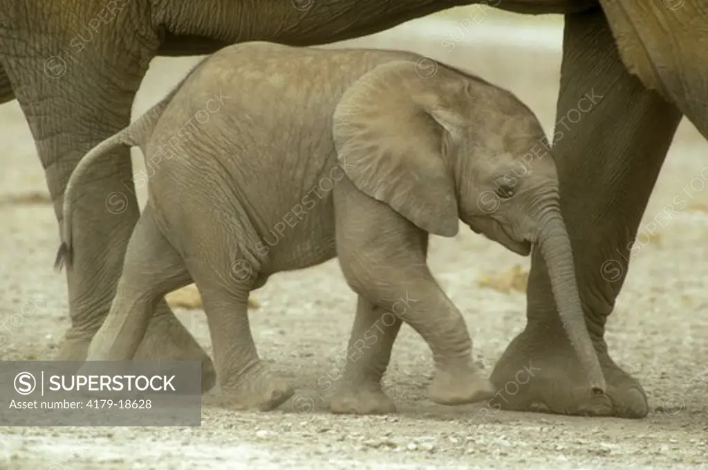 African Elephant Baby (Loxodonta africana) Amboseli NP, Kenya
