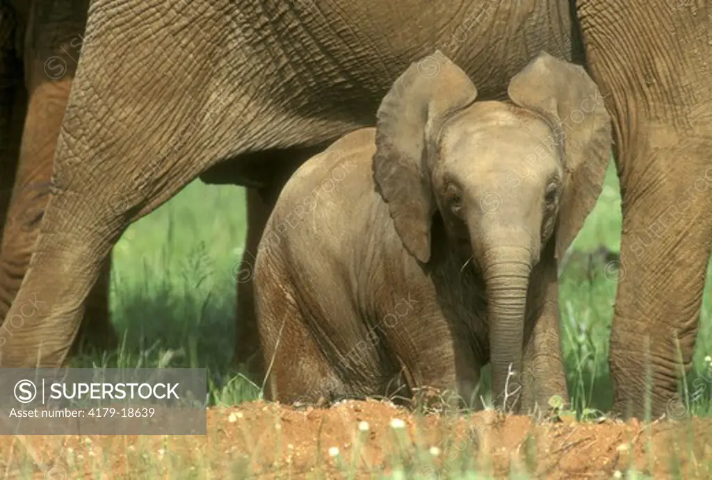 African Elephant Baby under adult - Samburu GR Kenya (Loxodonta africana)