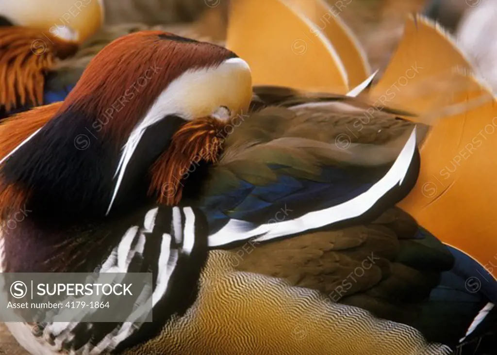 Chinese Mandarin sleeping Duck - Washington