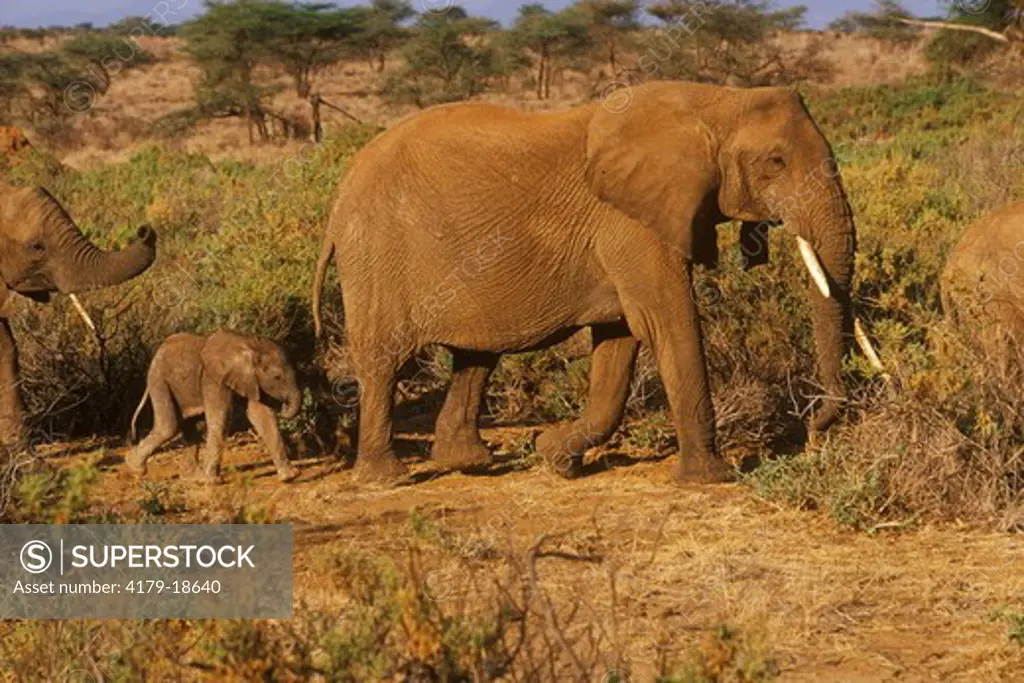 African Elephant mother & baby (Loxodonta africana) Samburu GR, Kenya