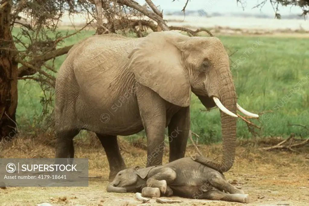 African Elephant Cow Guarding Sleeping Baby