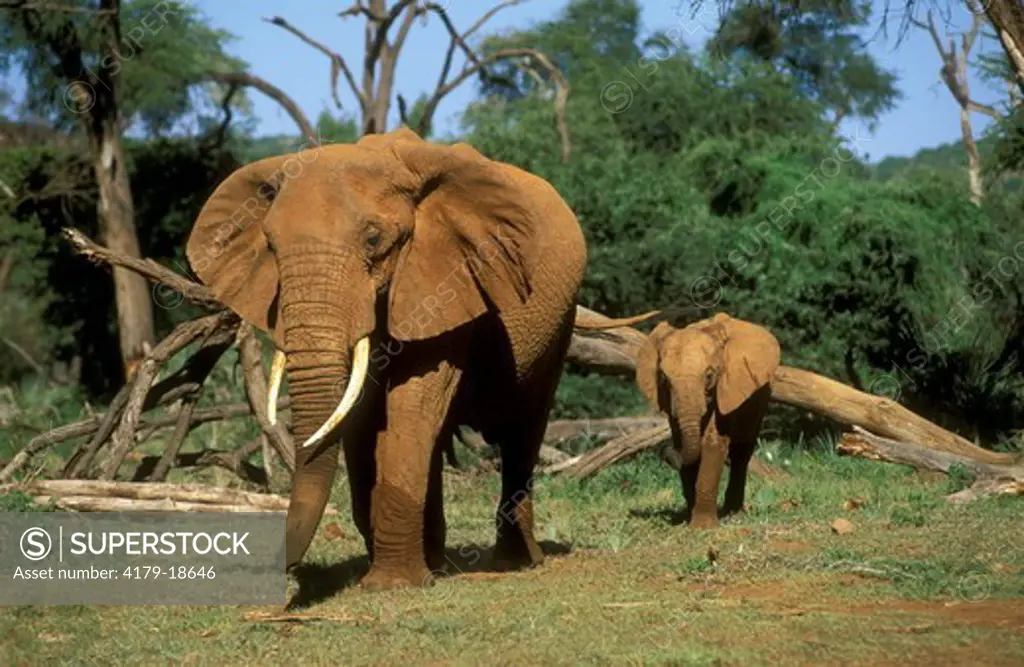 African Elephant with Baby (Loxodonta africana), Samburu GR, Kenya
