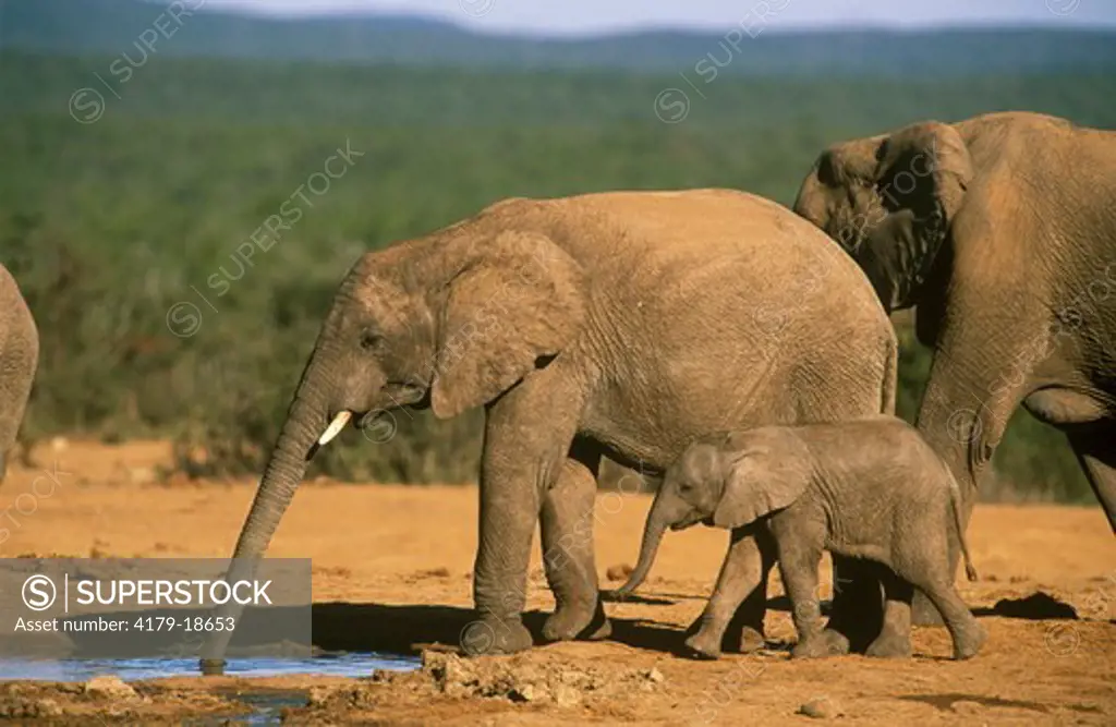 African Elephant (Loxodonta africana) family with young at water. Addo Elephant NP, South Africa
