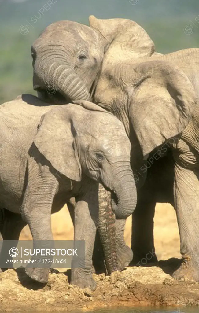 African Elephant (Loxodonta africana) family drinking. Addo Elephant NP  S Africa