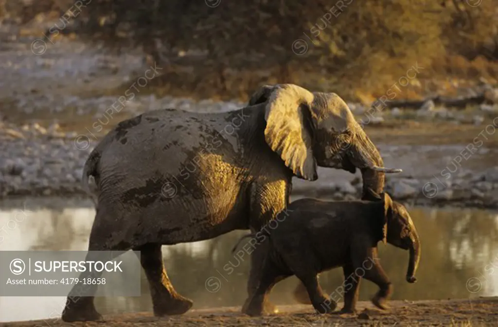 Elephant with Young (Loxodanta africana) Etosha NP, Namibia, Africa