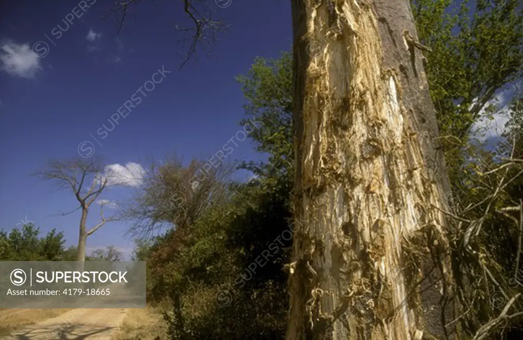Baobab showing Damage done by Elephant, Mana Pools NP, Zimbabwe