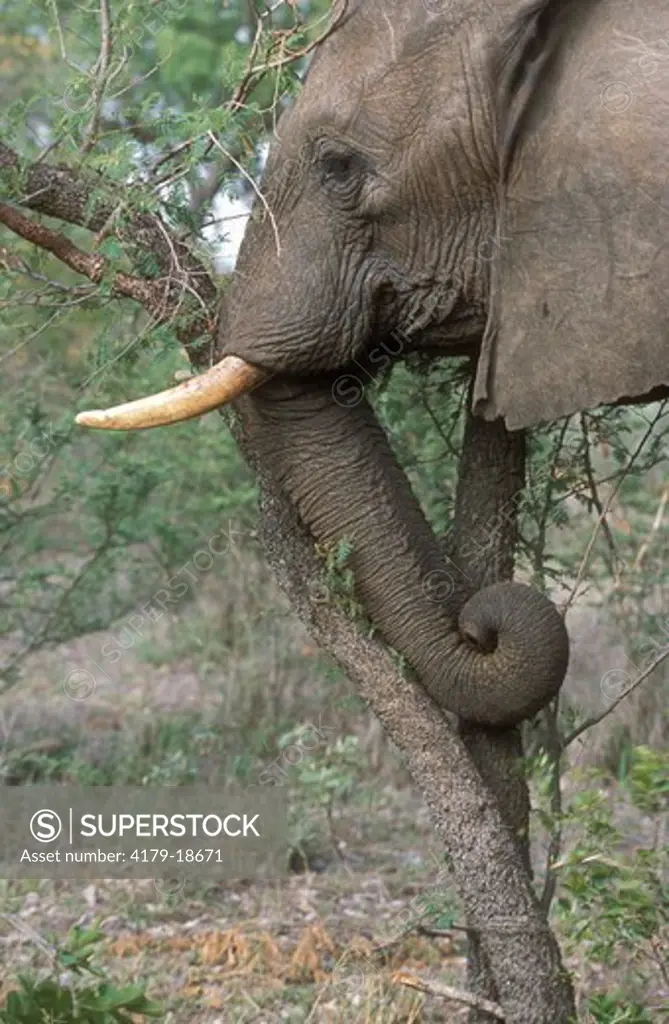 Afr. Elephant (Loxodonta africana) Bull uprooting Tree, N. Province, RSA