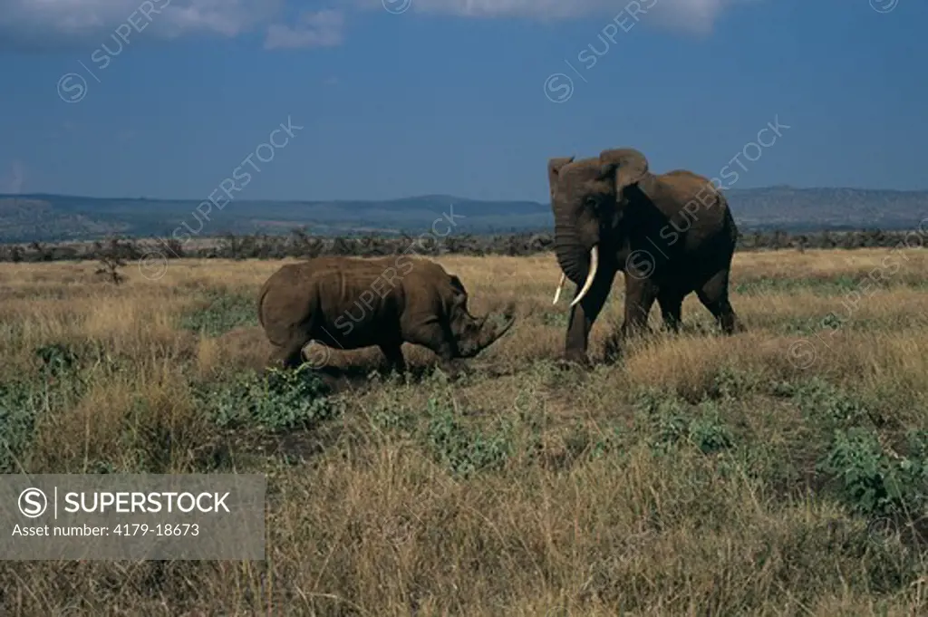 Africa Elephant & White Rhino aggressive encounter Lewa Downs, Kenya