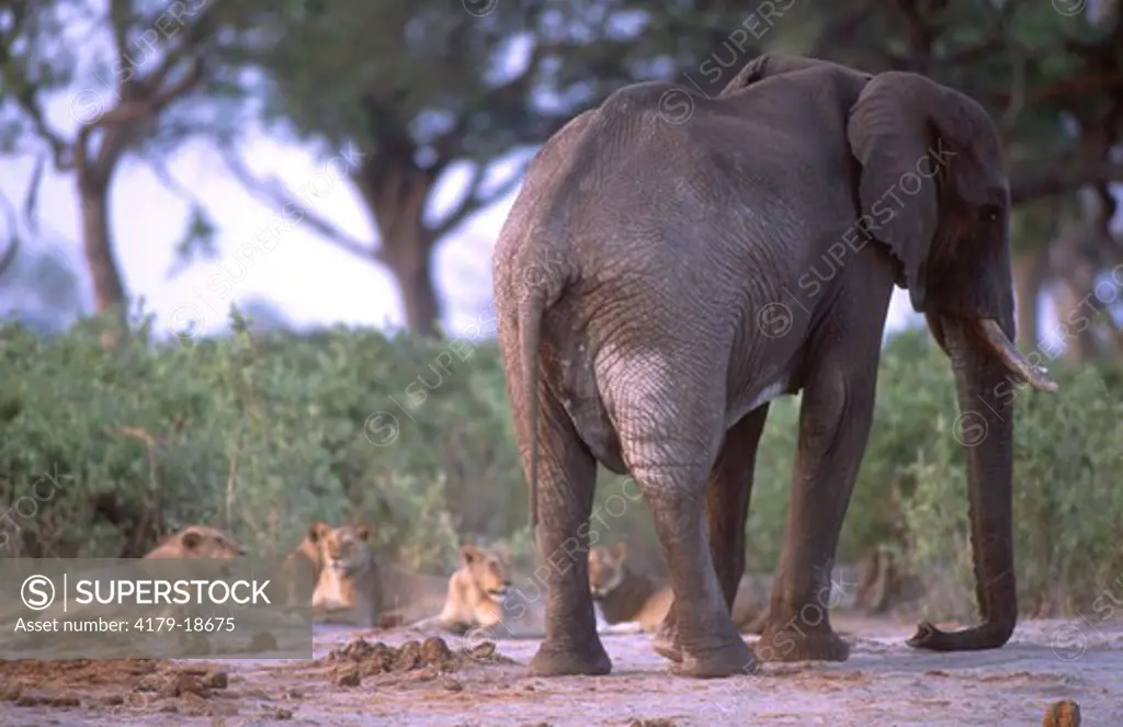Elephant next to a large pride of lions -  Savuti National Park - BOTSWANA