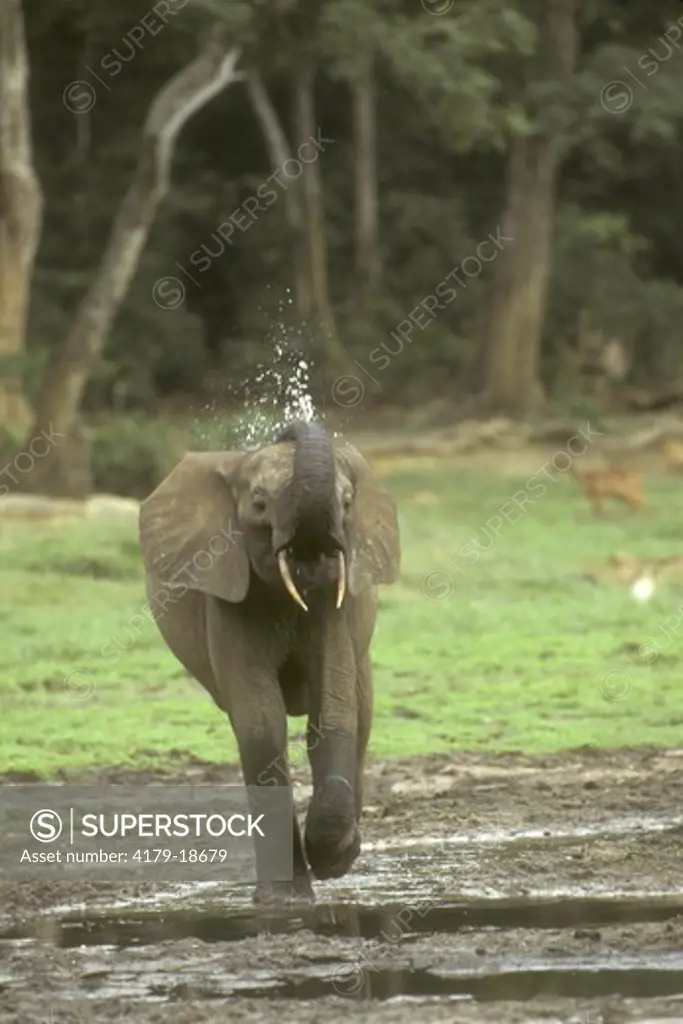 Forest Elephant (Loxondonta africana cyclotis) Dzanga Ndoki NP, Cent African Rep