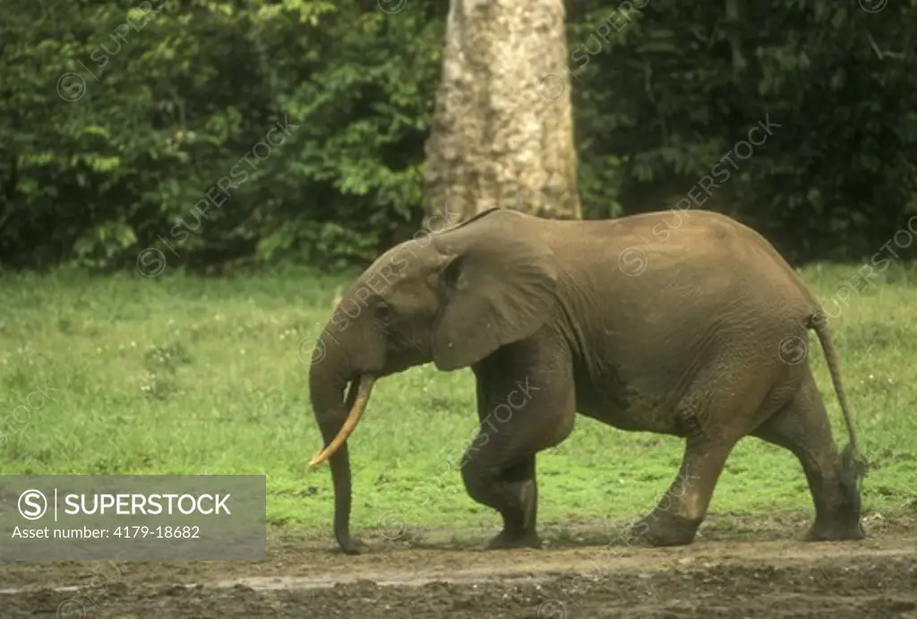 Forest Elephant (Loxodonta africana cyclotis), Dzanga Ndoki N.P., C.A.R.