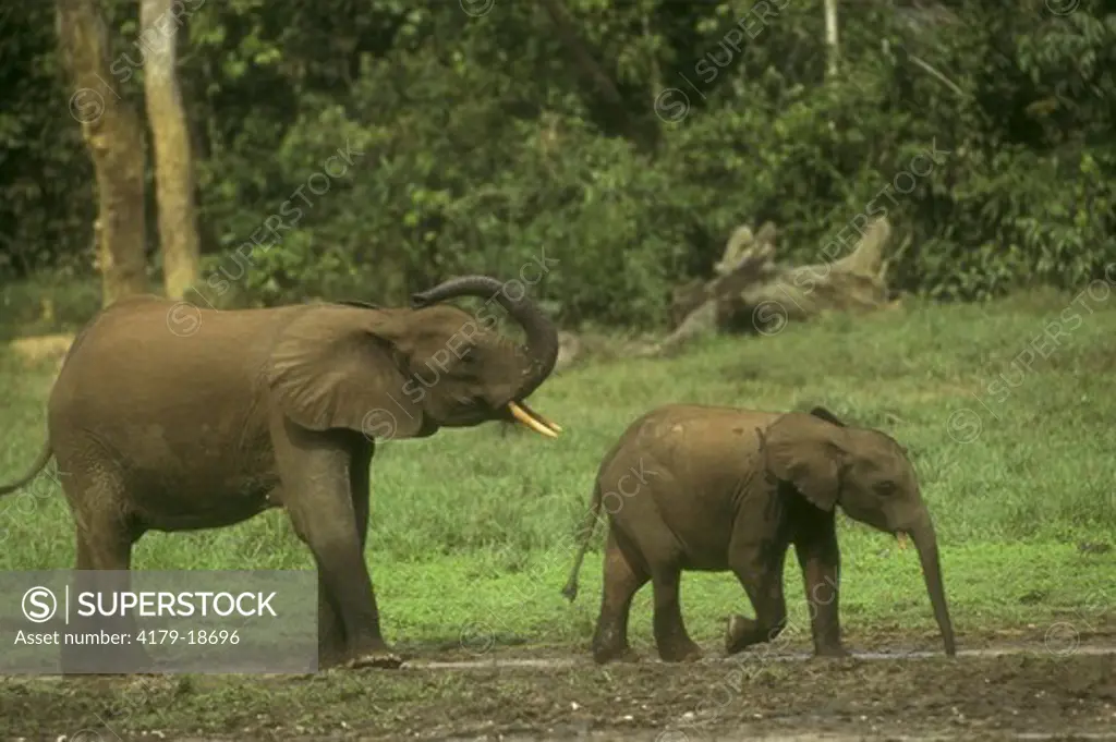 Forest Elephant  (Loxondonta africana cyclotis) Dzanga Ndoki NP, Central African Republic
