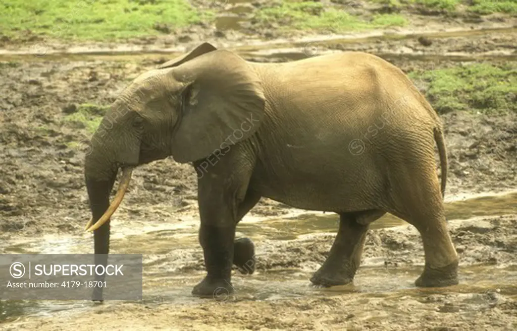 Forest Elephant (Loxondonta africana cyclotis) Dzanga Ndoki NP, Central African Republic