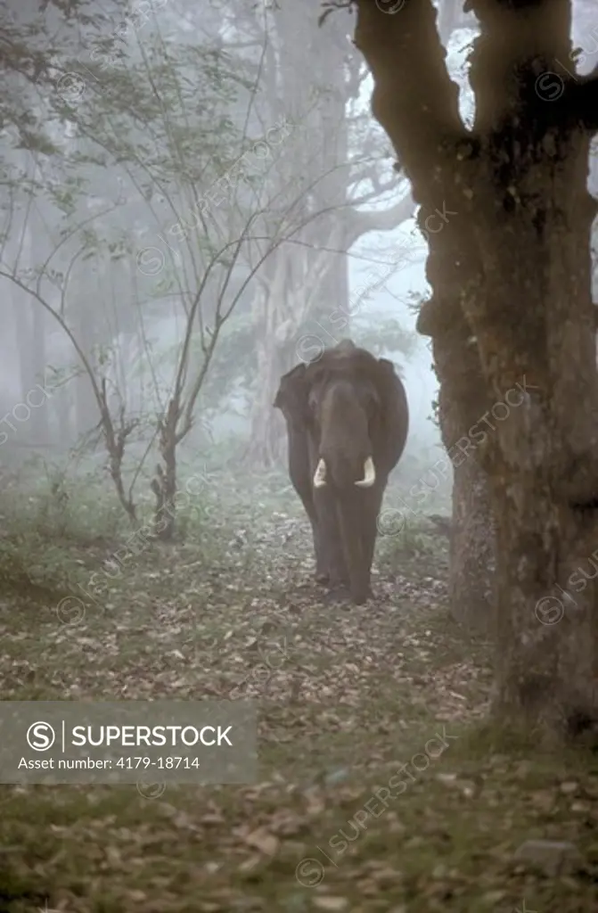 Indian Elephant (Elphas maximus) Nagarhole, India