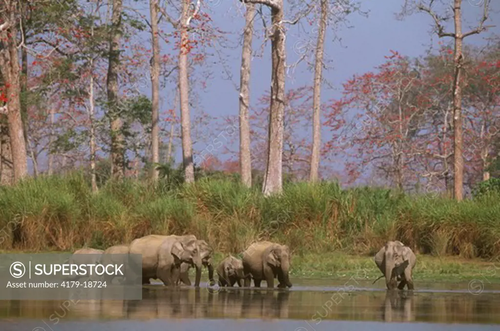 Indian Elephants (Elephas maximus), Kazaringa NP, India