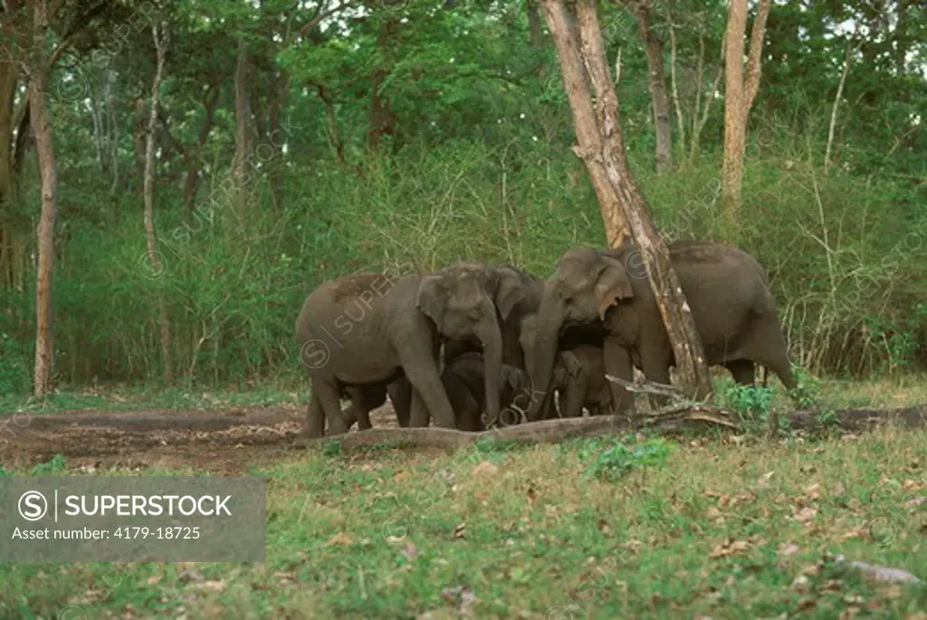 Indian elephants eating salt, Elphas maximus, Bandipur India
