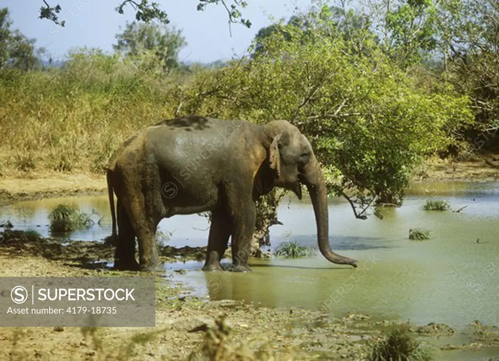 Indian Elephant drinking (Elephas maximus)
