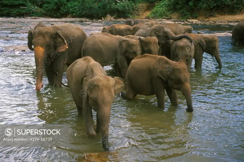 Elephants Drinking Elephant Sanctuary Pinnawala, Sri Lanka