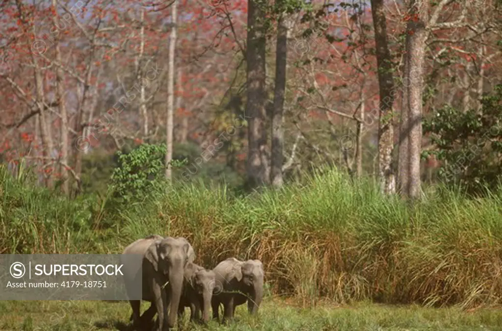 Indian Elephants with Young (Elaphus maximus), Kazaringa NP, India