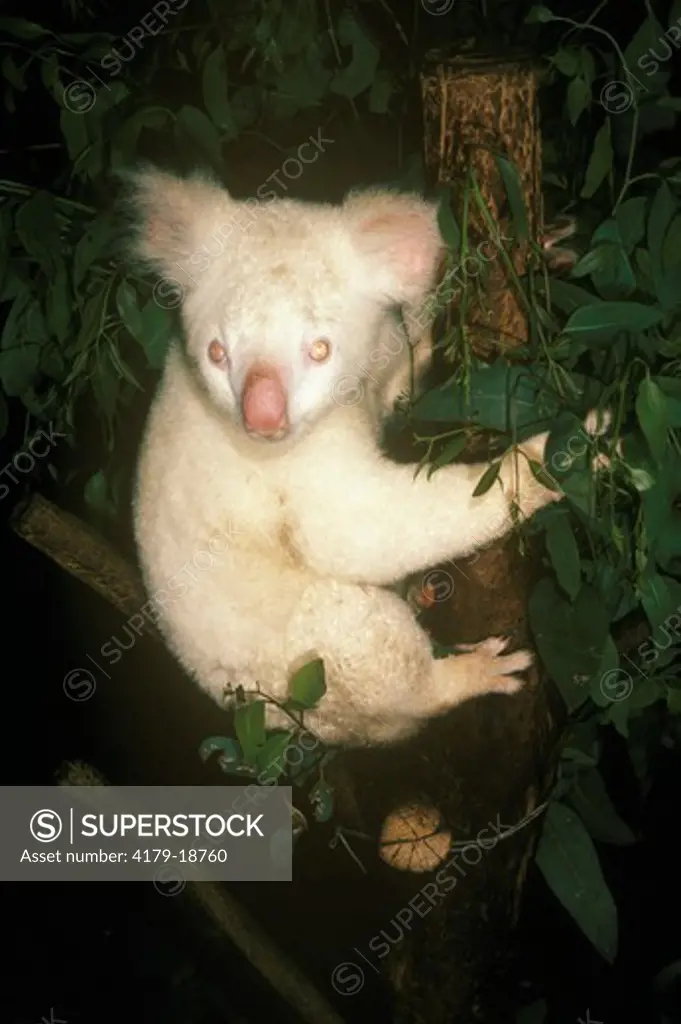 Albino Koala (Phascolarctos cinereus) Lone Pine Koala Sanctuary Australia