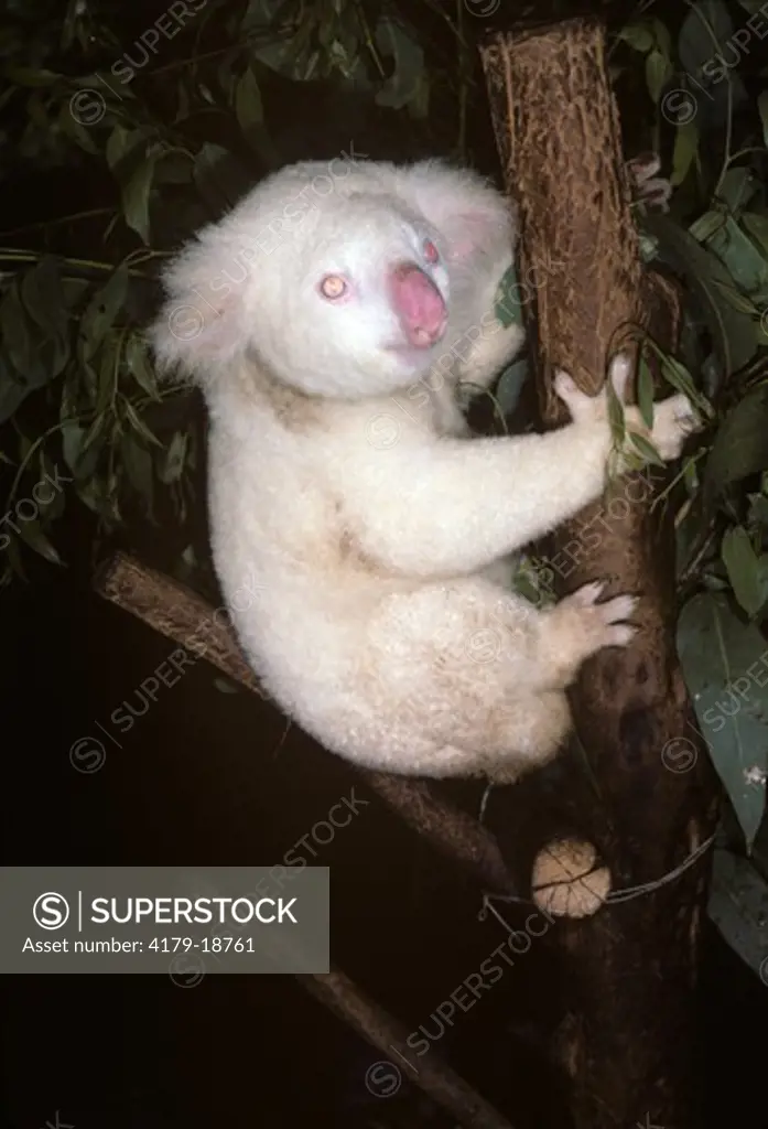 Albino Koala (Phascolarctos cinereus) Lone Pine Sanctuary, Australia