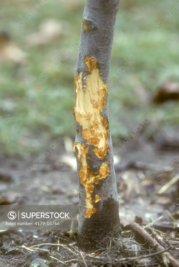Rabbit Damage to young crab apple tree, Ithaca, NY